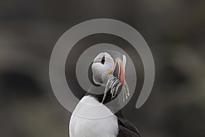 Puffin portrait with fish, flying, nest