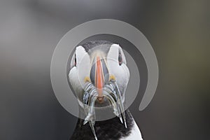 Puffin portrait with fish, flying, nest