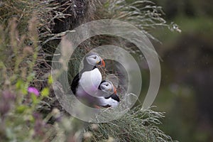Puffin portrait with fish, flying, nest