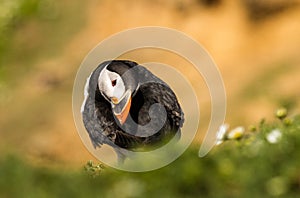 Puffin preening feathers