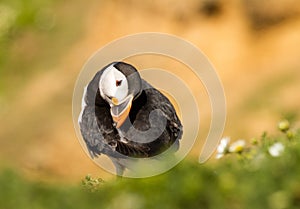 Puffin preening feathers