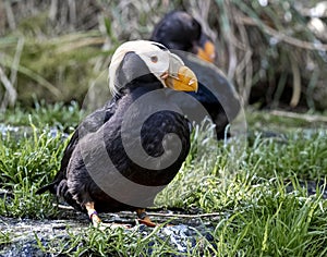 A puffin in profile perched on a rock