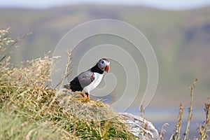 Puffin on a Promontory in Iceland
