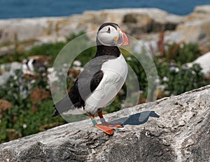 Puffin on Protected Maine Island