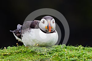 Puffin resting on Skomer Island, Wales