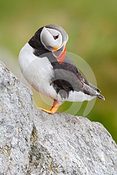 Puffin on the rock. Sea bird from Icelland. Cute bird on the rock cliff. Atlantic Puffin, Fratercula artica, artic black and white