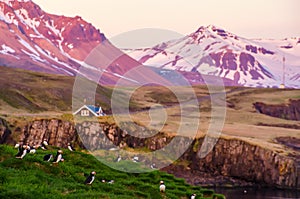 Puffin on the rocks at Borgarfjordur Iceland