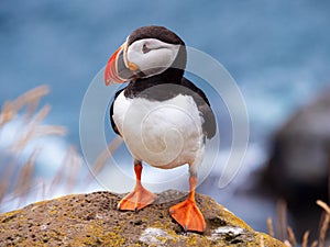 Puffin on the rocks at latrabjarg Iceland on a sunny day