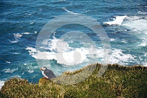 Puffin on the rocks at latrabjarg, the westernmost point in Iceland, on a sunny day. Blue, wavy ocean in the background.