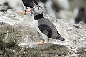 Puffin on Rocks with Sand Eels