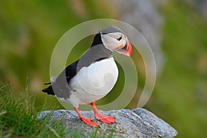 Puffin on Runde, Norway