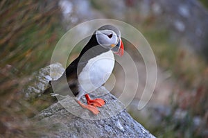 The puffin on Runde. Norway