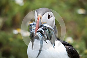Puffin with sand eels photo