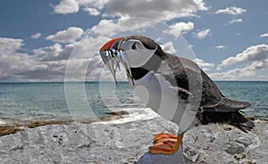 Puffin with sand Eels photo