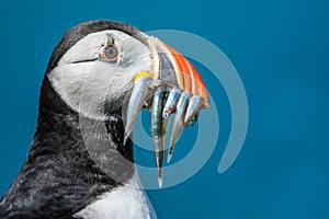 Puffin with Sand Eels