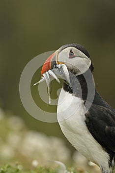 Puffin with Sand Eels