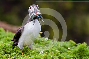 Puffin with sand eels