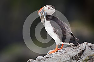 Puffin with Sandeels