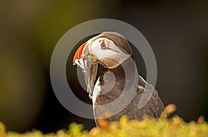 Puffin with sandeels on cliff 2 fratercula arctica