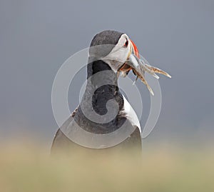 Puffin with sandeels on Iceland