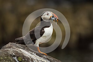 Puffin with Sandeels