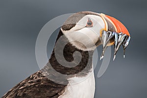 Puffin photo