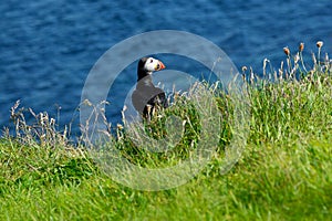 Puffin sea green grass Staffa