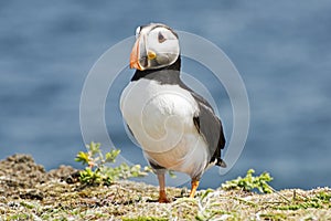 Puffin seabird resting on a cliff photo