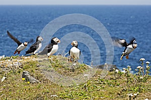 Puffin seabirds in the North Atlantic Ocean