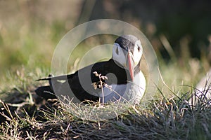A puffin sitting in the grass looking at the camera