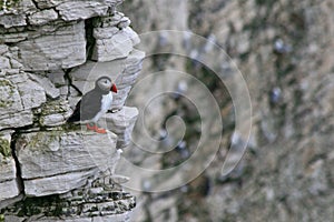 Puffin sitting on a rock