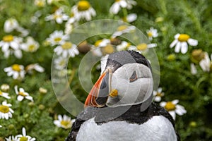 Puffin on Skomer against backdrop of daisies