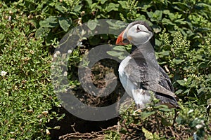 Puffin on Skomer Island in Pembrokeshire, Wales