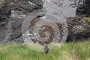 Puffin on staffa island scotland