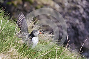 Puffin on staffa island scotland