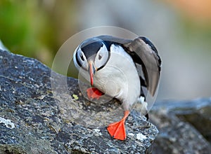 Puffin standing on cliff fratercula arctica