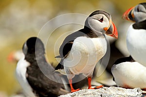 Puffin standing on a rock