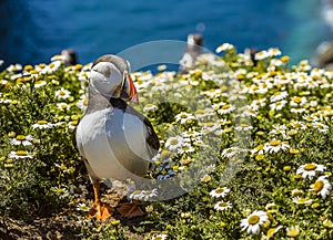 A Puffin strolls through the daisies on Skomer Island, Wales