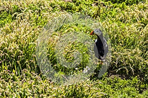 A Puffin strolls through the grass towards his burrow on Skomer Island breeding ground for Atlantic Puffins