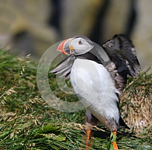 Puffin Take-off