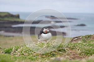 Puffin with view of Islands