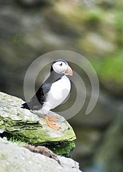 Puffin; Westray, Orkney