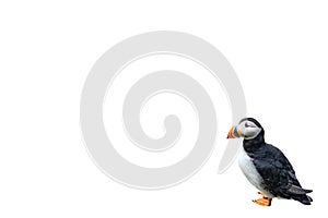 Puffin on white background with text space