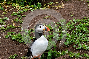 Puffin among white flowers in Farne Islands