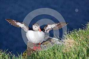 Puffin with wings spread out