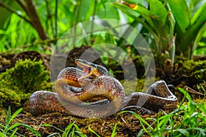 Puffing Snake - Phrynonax poecilonotus is a species of nonvenomous snake in the family Colubridae