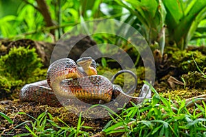 Puffing Snake - Phrynonax poecilonotus is a species of nonvenomous snake in the family Colubridae