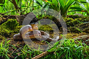 Puffing Snake - Phrynonax poecilonotus is a species of nonvenomous snake in the family Colubridae