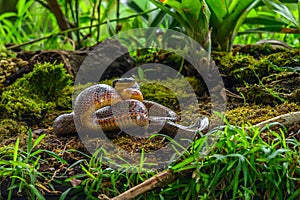 Puffing Snake - Phrynonax poecilonotus is a species of nonvenomous snake in the family Colubridae