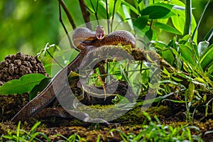 Puffing Snake - Phrynonax poecilonotus is a species of nonvenomous snake in the family Colubridae.